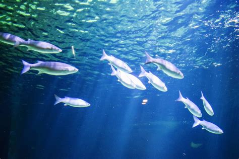 À la découverte de l océarium du Croisic en Loire Atlantique