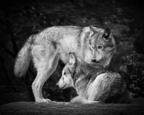 🔥 [50+] Black and White Wolf Wallpapers | WallpaperSafari