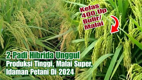 Padi Hibrida Unggul Produksi Tinggi Malai Super Idaman Petani Di