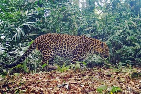 Polanya Sama Bagaimana Membedakan Macan Tutul Gunung Ciremai Yang Satu