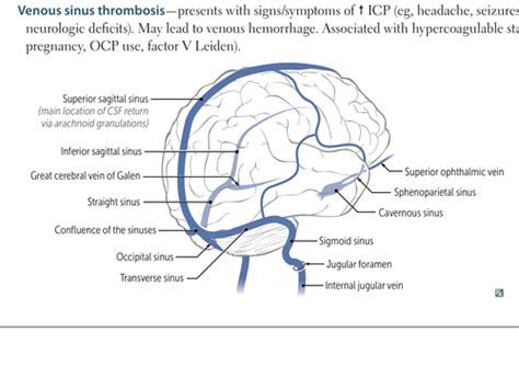 Venous Drainage And CSF Ventricles Flashcards Quizlet