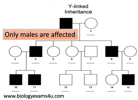 Pedigree Analysis Meaning Inheritance Pattern And Problem Solving Tips