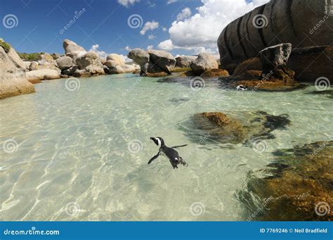 Penguin Paradise stock photo. Image of penguin, flightless - 7769246