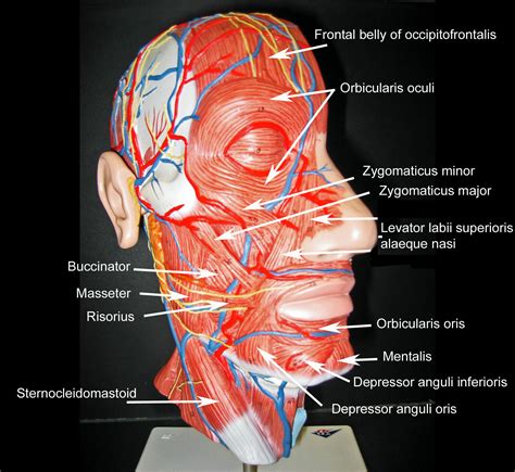 Head Dissection Model Orbicularis Oris Online Welcome Pack Net