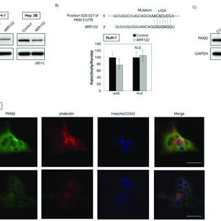 MIR122 Negatively Regulated PKM Expression Through The Direct Targeting