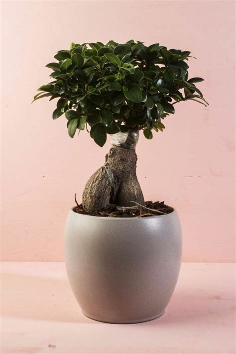 Ficus Ginseng Conseils D Entretien Pour Une Plante En Bonne Santé Ficus Microcarpa Idee Per