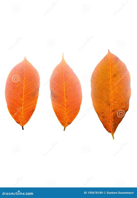 Hevea Brasiliensis Leaf Isolated On White Background Rubber Leaves