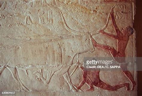 30 Khnumhotep And Niankhkhnum Stock Photos, High-Res Pictures, and ...