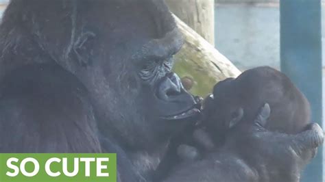 Gorilla Mom Preciously Entertains Her Baby YouTube