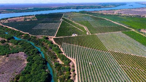 Fruticultura irrigada de alta tecnologia a mágica do gotejamento na