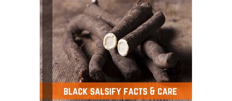 black salsify facts description cooking methods farm plastic supply