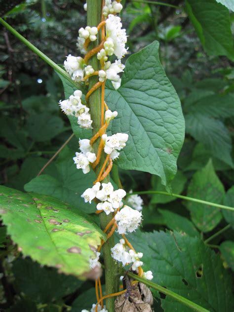 Dodder – Identification and Control | Walter Reeves: The Georgia Gardener