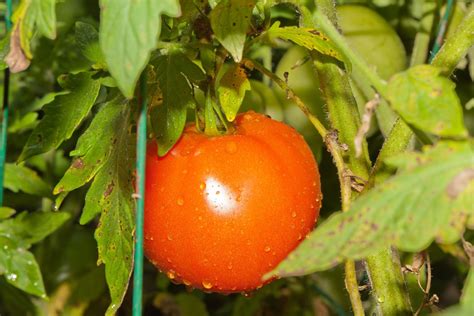 Your Complete Guide For Growing Beefsteak Tomatoes In Pots The