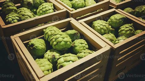 Freshly Picked Cherimoya Fruit From Garden Placed In The Boxes