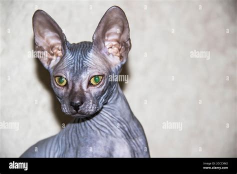 Gray Sphynx Hairless Kitten Close Up Gray Sphynx Hairless Kitten