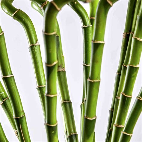 Bamboo Flowrista Your Best Way To Same Day Flowers Delivery Online