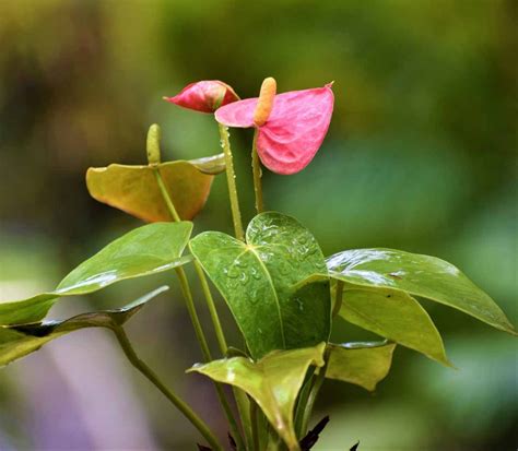 Anthurium (Pink)- Plant - Nestreeo.com