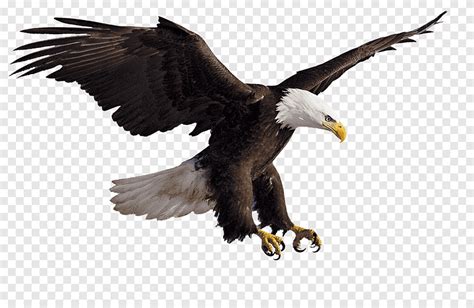 Eagle Flying Logo Png