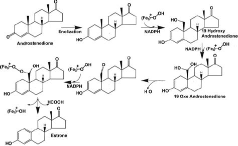 Schematic Diagram Of Reactions Catalyzed By Cyp19a1 The Reaction