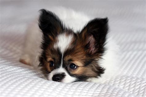 Baby Pap Papillon Dog Puppy Papillon Dog Cute Dogs