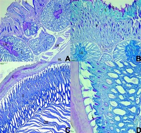 The histological sections of the stomach. A. The surface of the simple... | Download Scientific ...