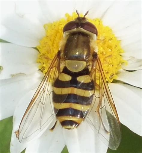 Syrphus Sp Syrphus Bugguidenet