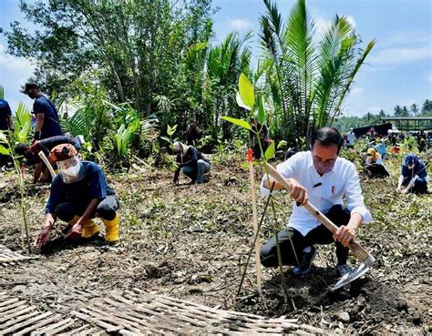 Presiden Tanam Mangrove Untuk Pemulihan Lingkungan Dan Mitigasi Iklim