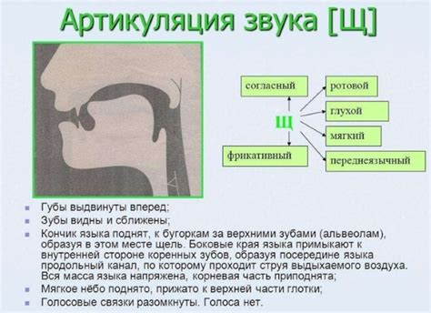 Артикуляционная гимнастика для шипящих звуков (ж, ш, ч, щ)
