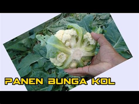 Panen Bunga Kol Atau Kembang Kol Dengan Hasil Melimpah Youtube