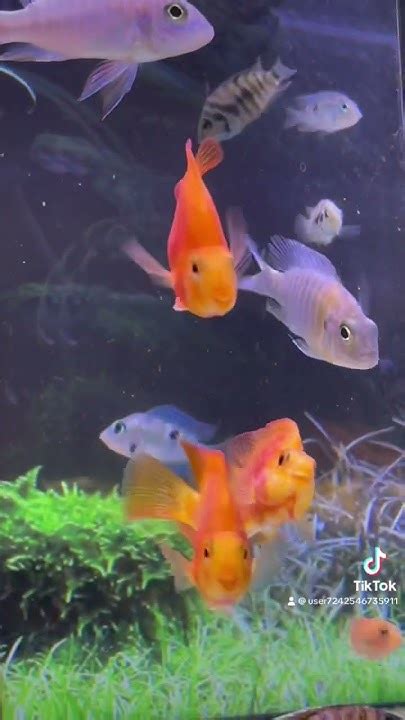 Fish Tank Youtube