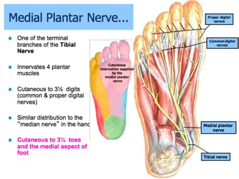 Anatomy Leg Ankle Foot Flashcards Quizlet