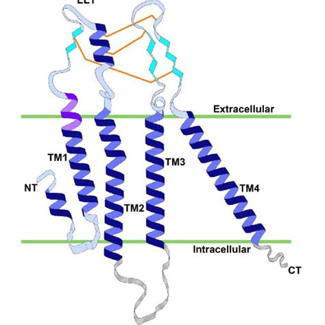 Diagram Of The Gap Junction Structure A Gap Junction Is A Cluster Of