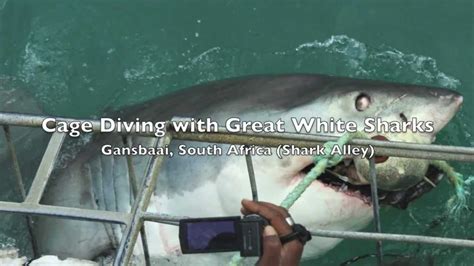 Cage Diving With Great White Sharks In Shark Alley Gansbaai South