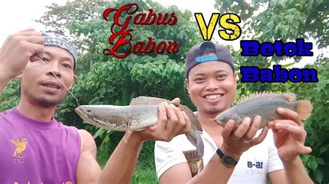 Mancing Pakai Ulat Daun Pisang Batok Babon Vs Gabus Babon YouTube