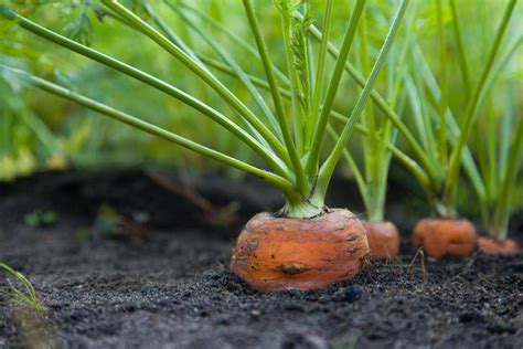 Cómo Plantar Zanahorias Pasos Y Consejos