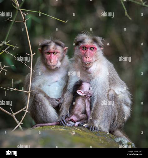 Family of monkeys sitting in the jungle Stock Photo - Alamy