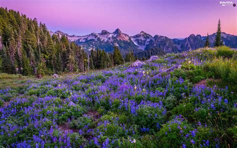 Trees Mountains Viewes Meadow Washington State The United States