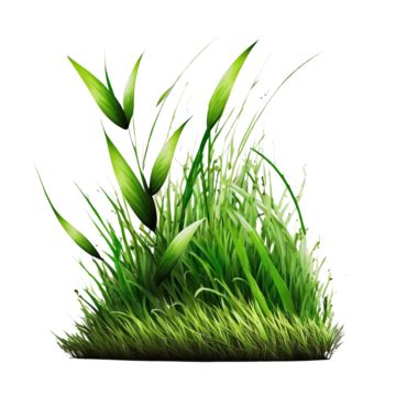 Grass Plant With Transparent White Background Grass Natural Green