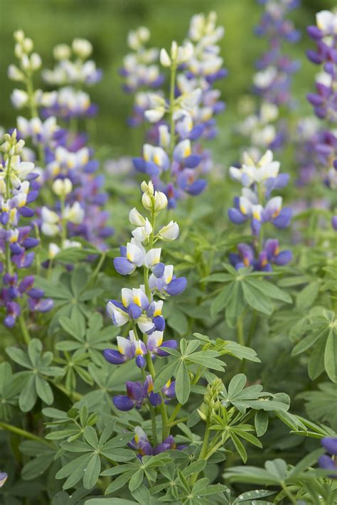 Lupinus Mutabilis Var Cruckshankii Javelin Blue Muller Seeds