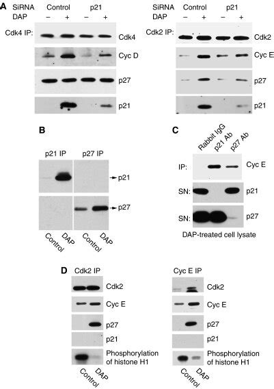 Induction Of P By Dap Stabilises P Protein In Cdk Complex To