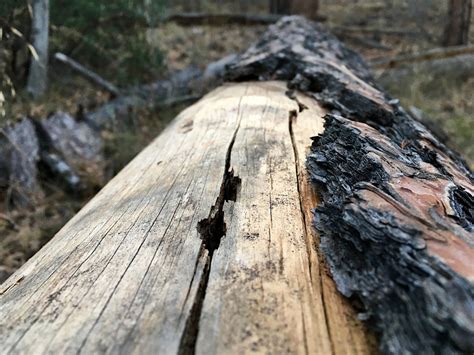 Free Images Tree Nature Forest Rock Wilderness Branch Winter