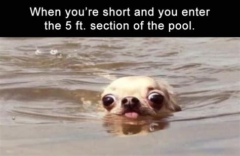 20 Funny Pool Memes Funny Dog Memes Funny Animals Funny Animal Memes