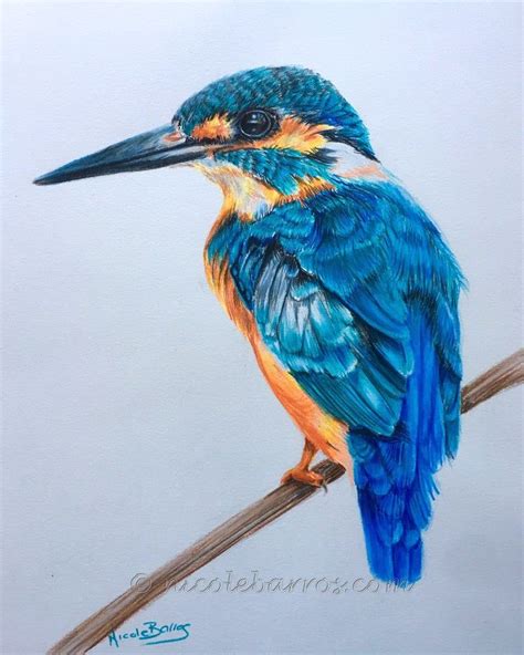 Kingfisher PRINT Coloured Pencil Drawing Bird Wildlife - Etsy | Color ...