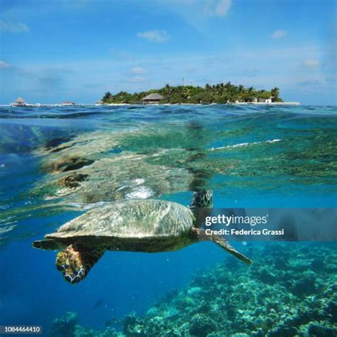 484 Sea Turtles Maldives Stock Photos, High-Res Pictures, and Images ...