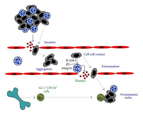 Antitumor Activity Of Neutrophils Neutrophils Produce Reactive Oxygen Download Scientific