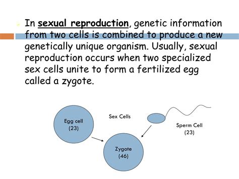 Ppt Importance Of Cell Division Powerpoint Presentation Free Download Id 2927548