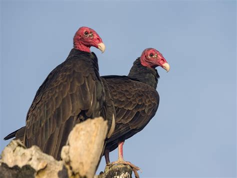 Turkey Vulture Nesting (Behavior, Eggs + Location) | Birdfact