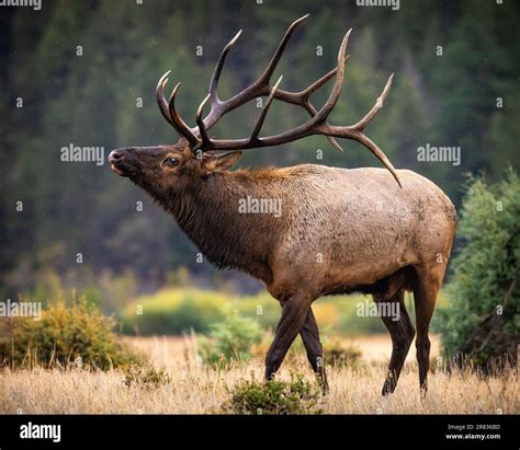 Bull Rocky Mountain Elk Cervus Canadensis Walking In Moraine Park