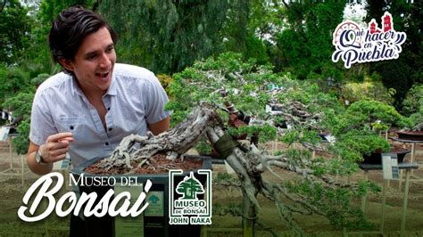 Hermoso Museo Del Bonsai En Atlixco Youtube