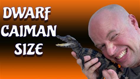 How To Size Your Dwarf Caiman Pet Tips On Tracking Youtube